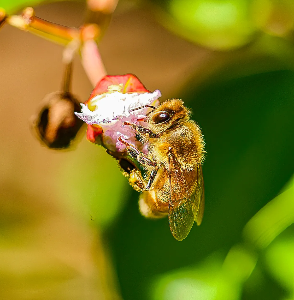 Bee On Crepe Myrtle Bud