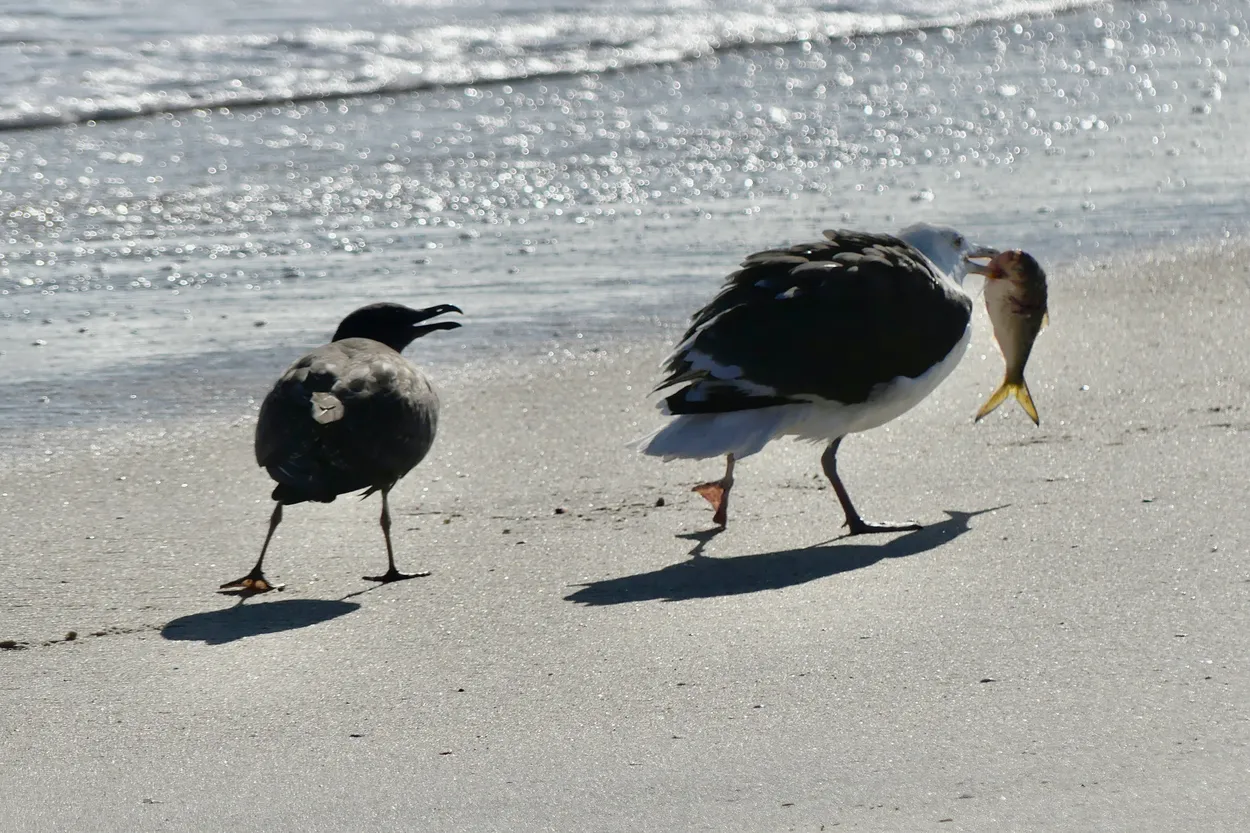 Seagulls on beach