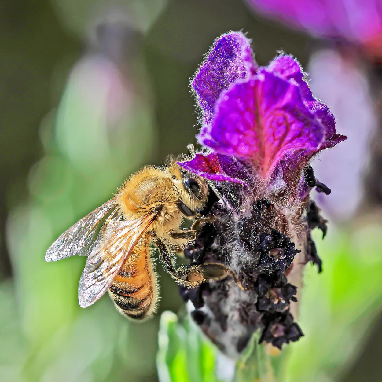 Bee On Lavender