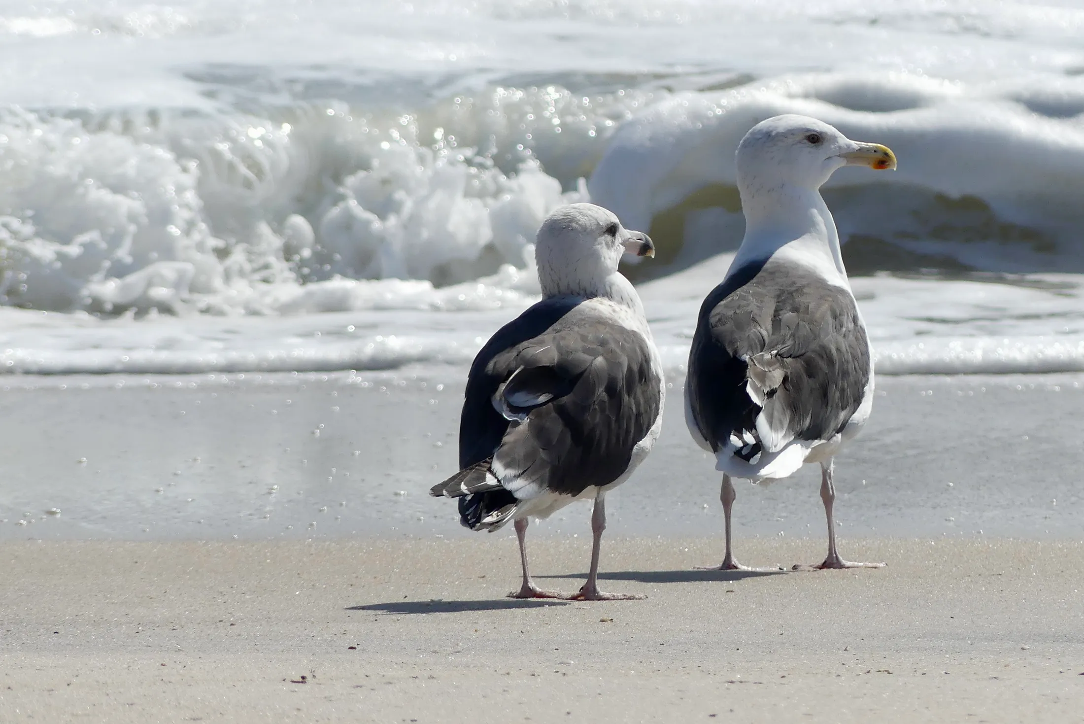 Seagulls