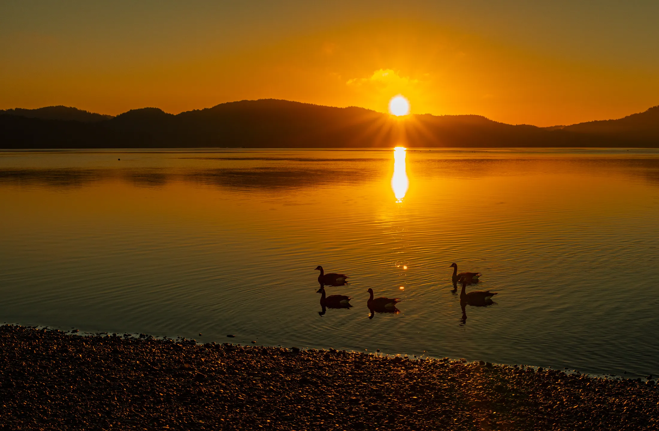 Sunrise with Ducks in Sooke, BC