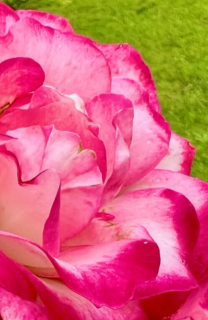 Rose of Love