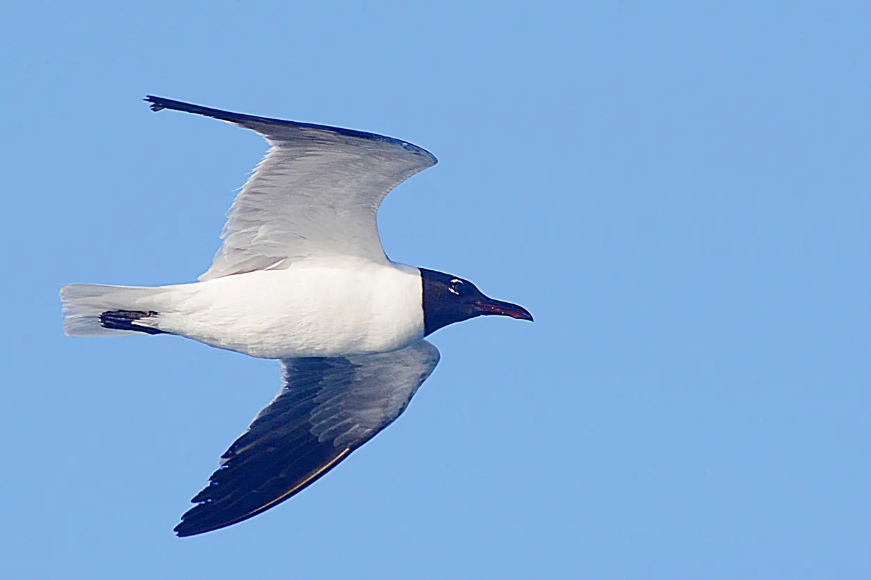 GULL