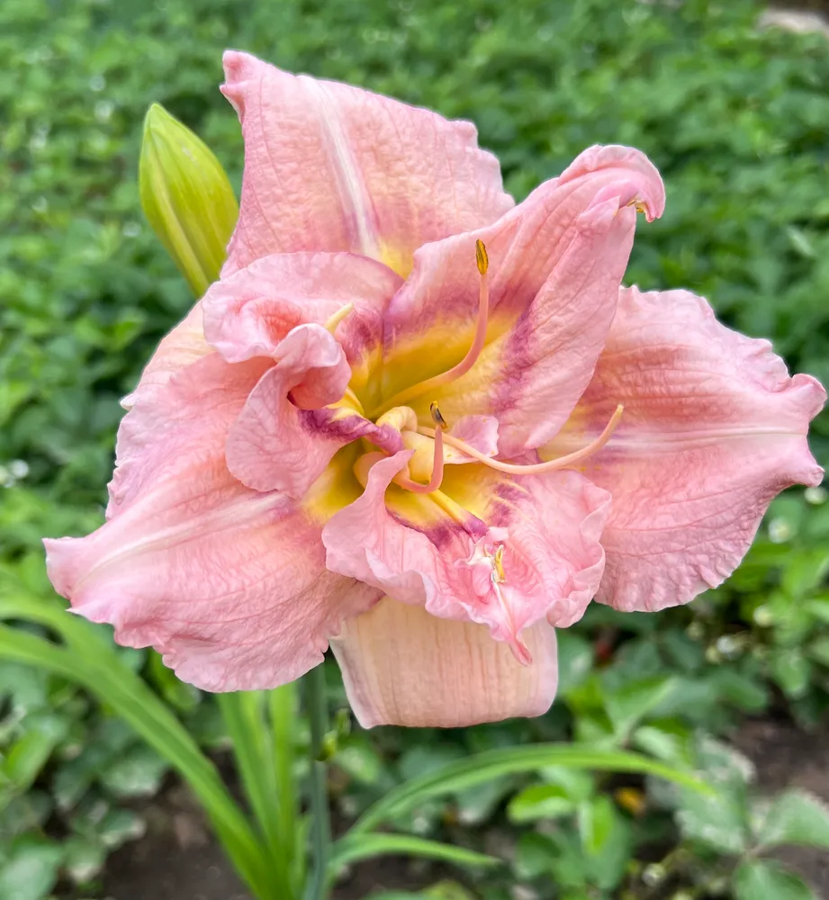 Lily Beauty
