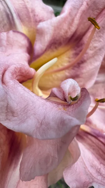 Macro of a Lily