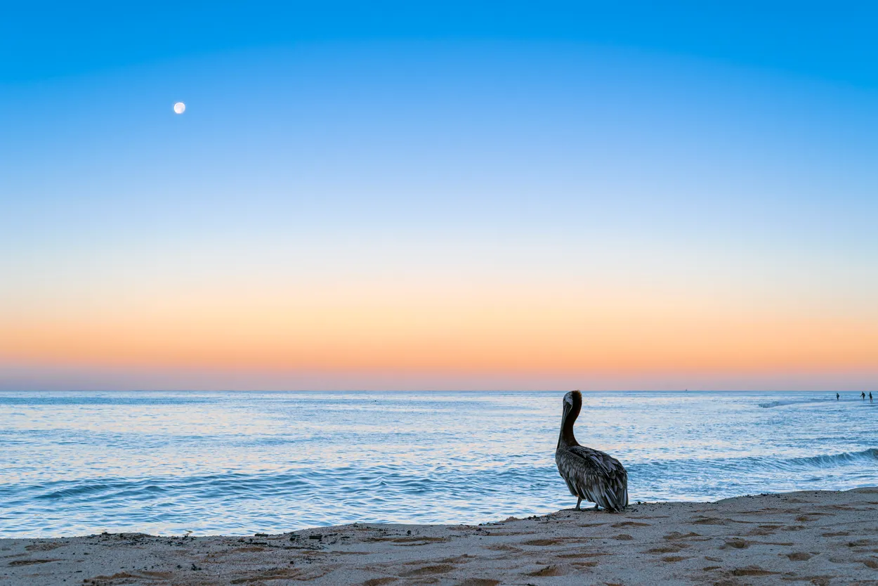 Pelican and Sunrise