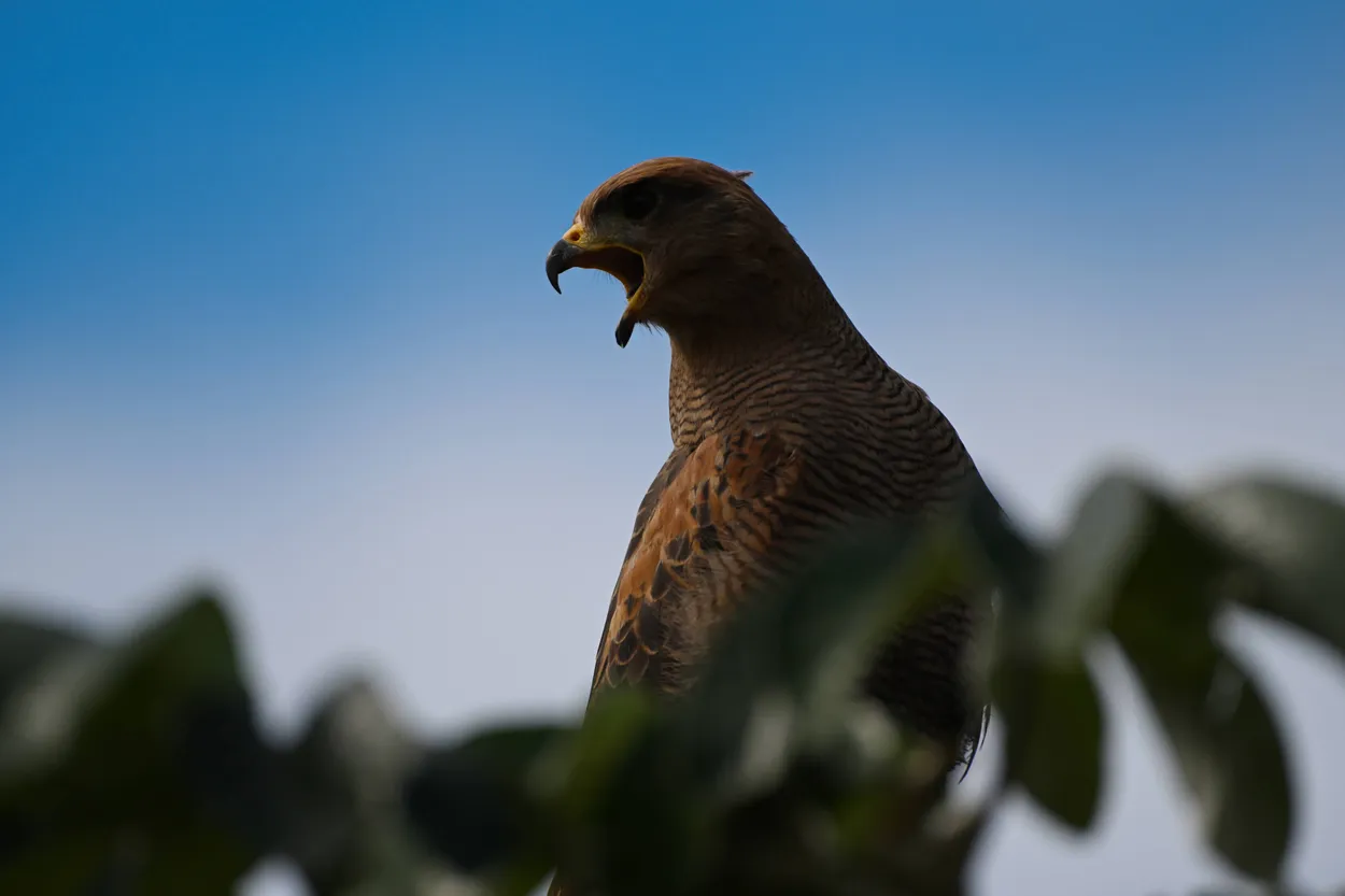 Watchful Eyes