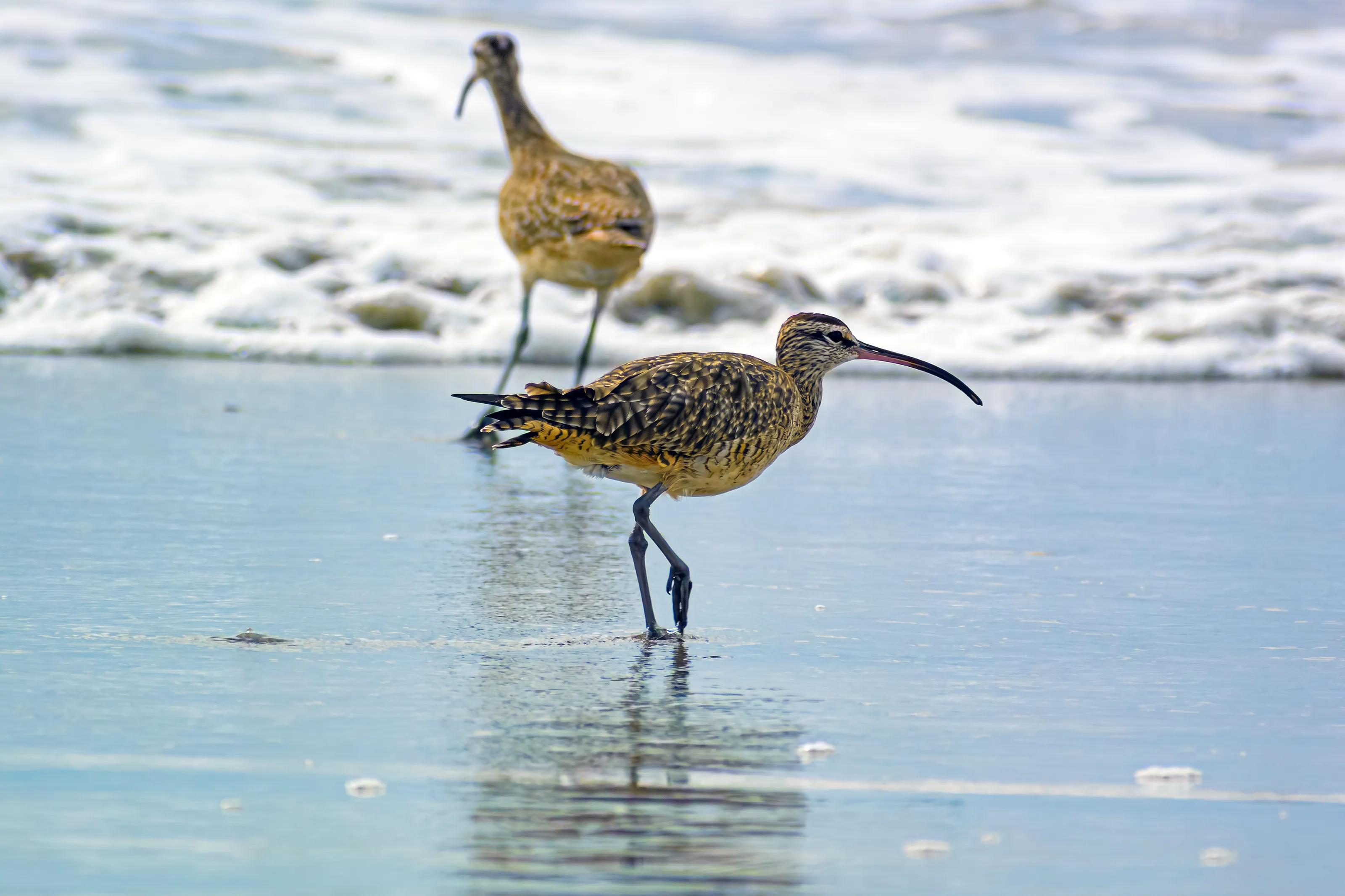 Whimbrel on the Beach