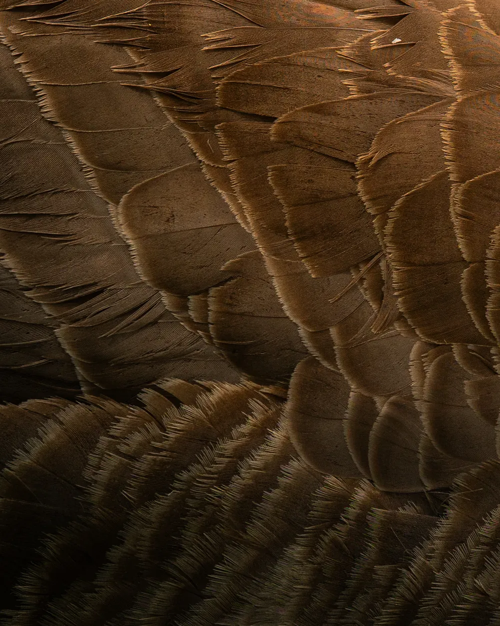 Canada Goose Feathers