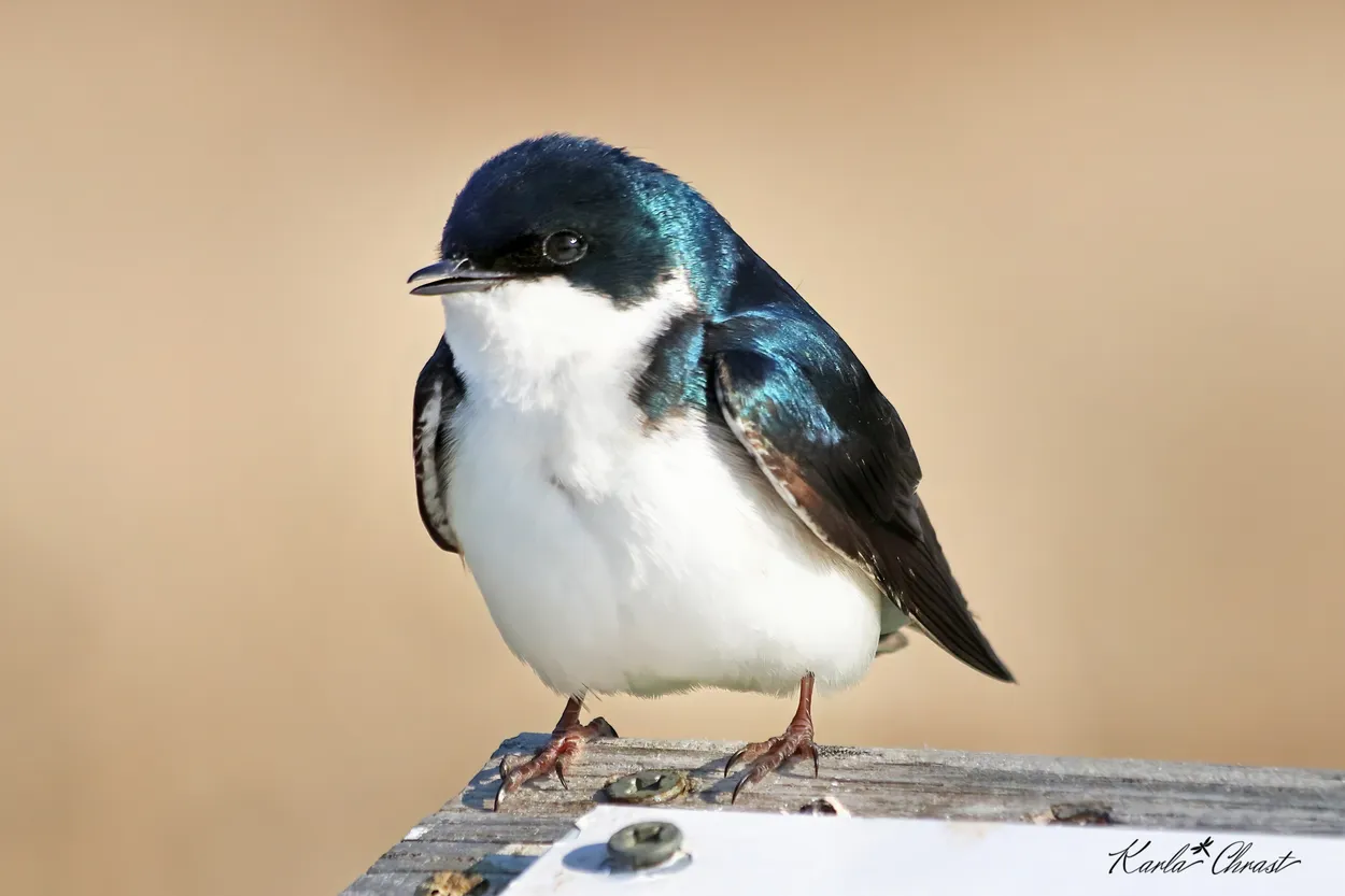 Tree Swallow portrait