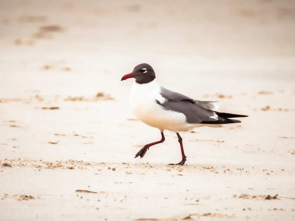 Laughing Gull on Bald Head Island