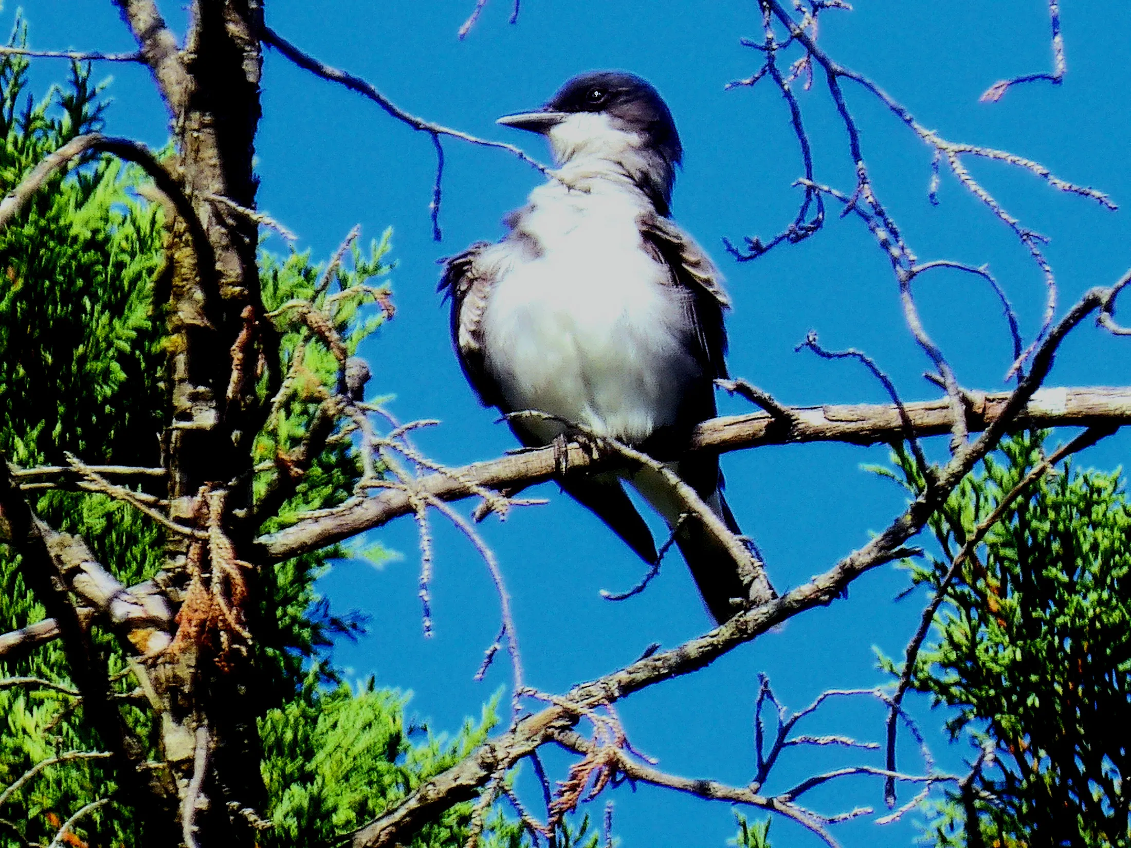 Tyrannus tyrannus, Eastern Kingbird