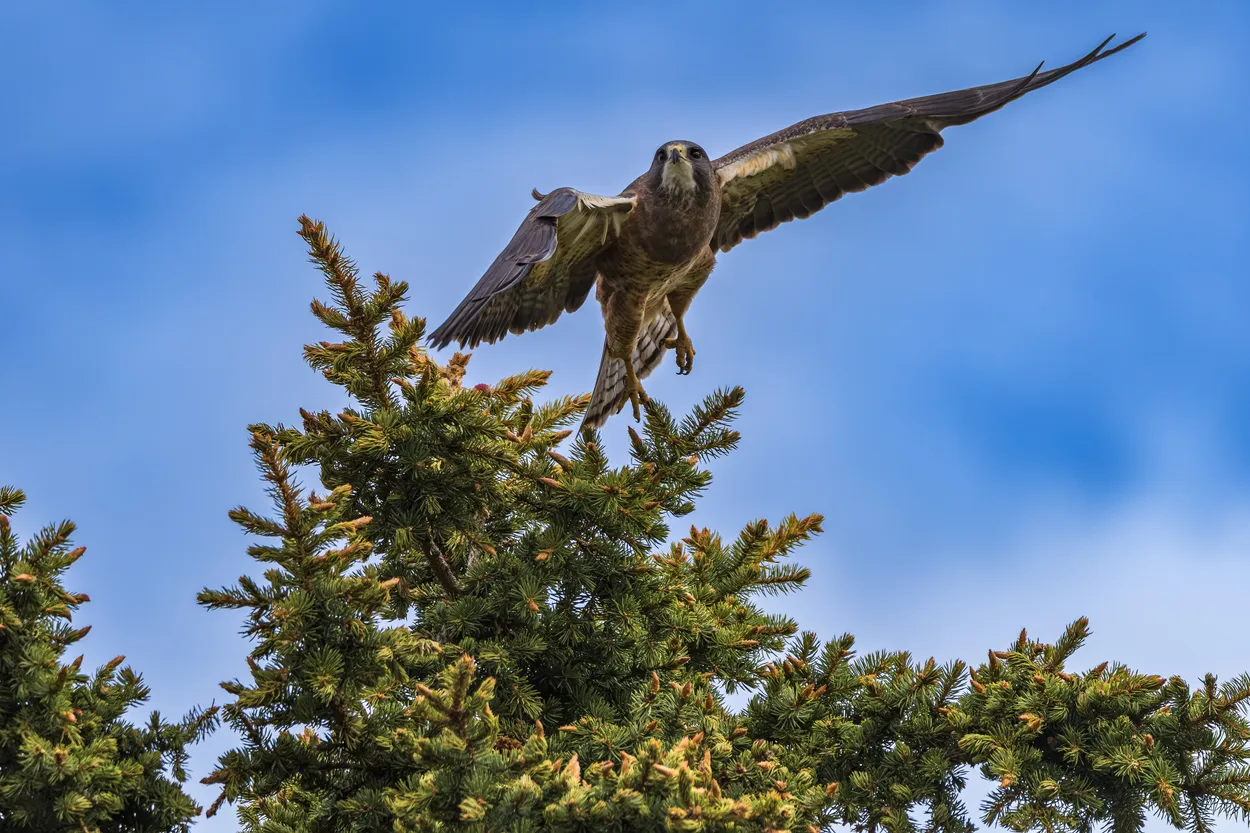 Hawk Takes Off