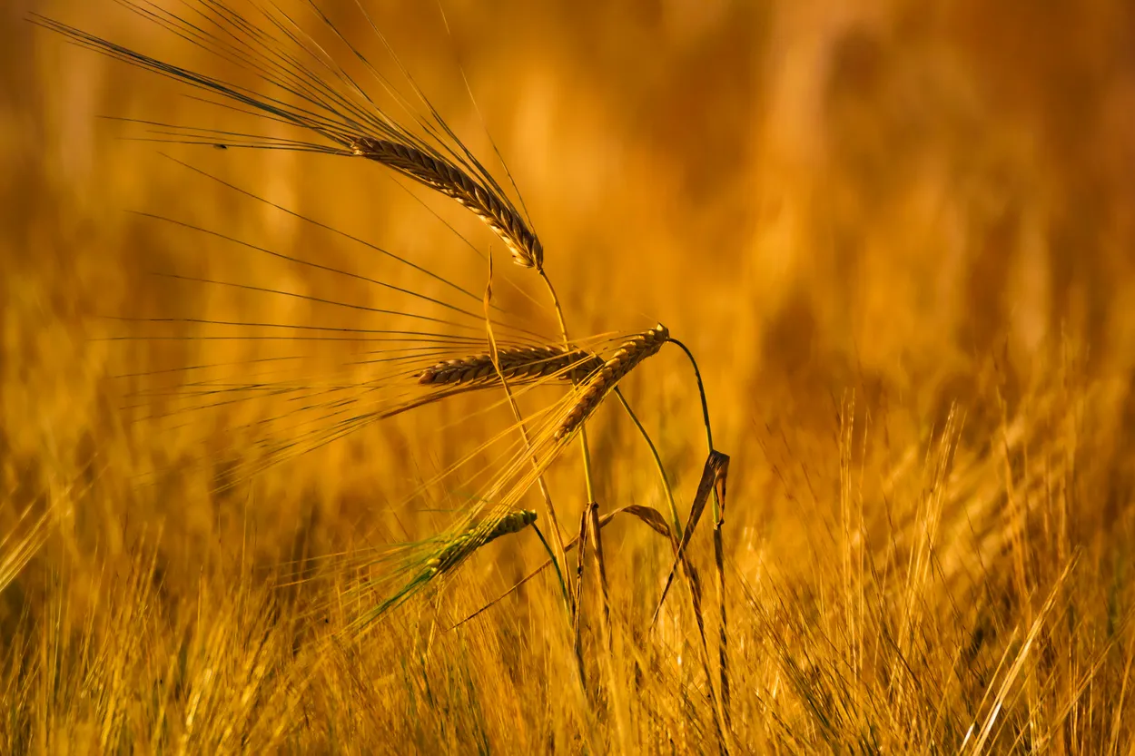 Wheat in the Morning Light