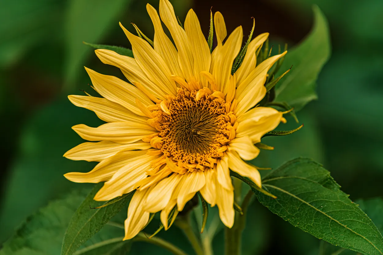 In the Summer Garden