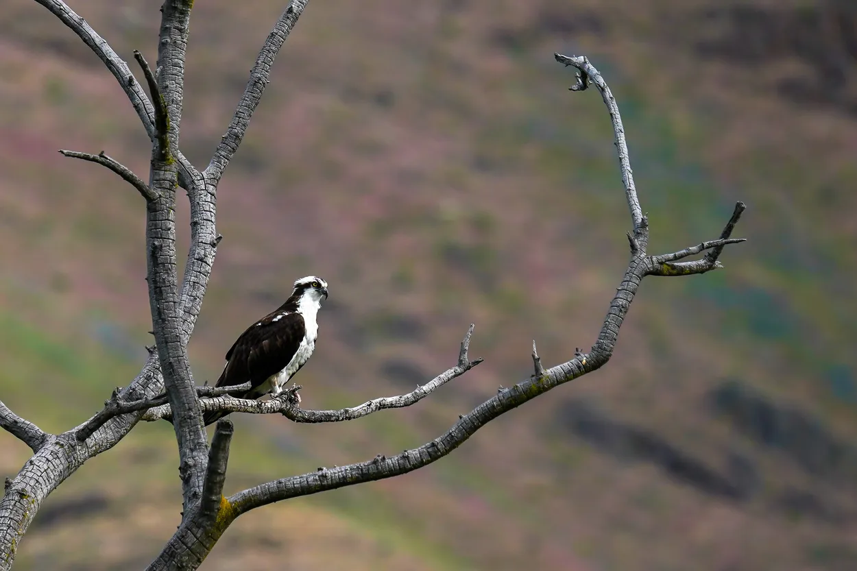Osprey