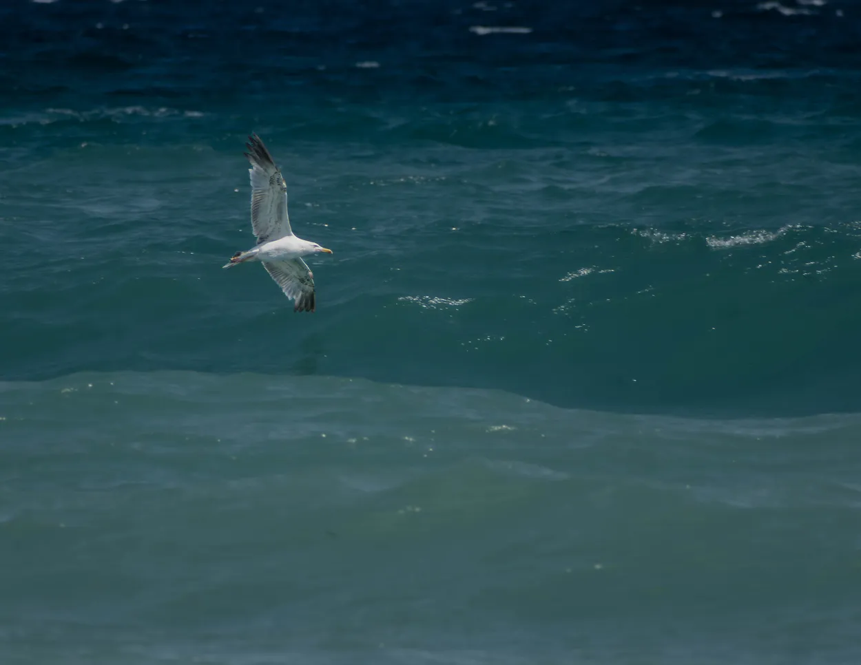 Seagull