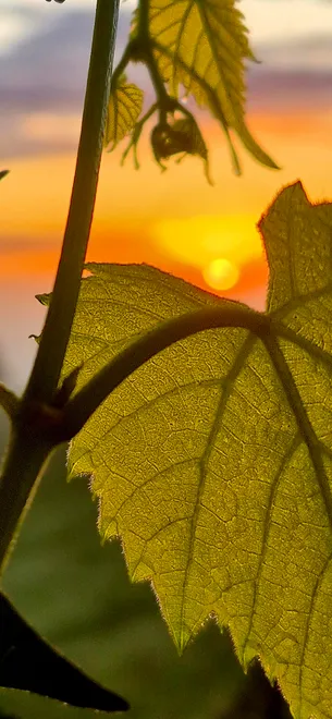 Sunrise through a leafs eye