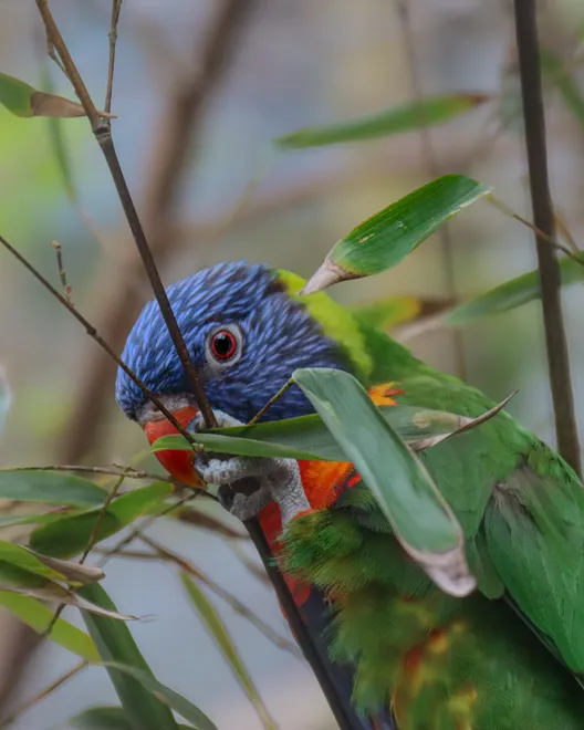Rainbow Lorikeet