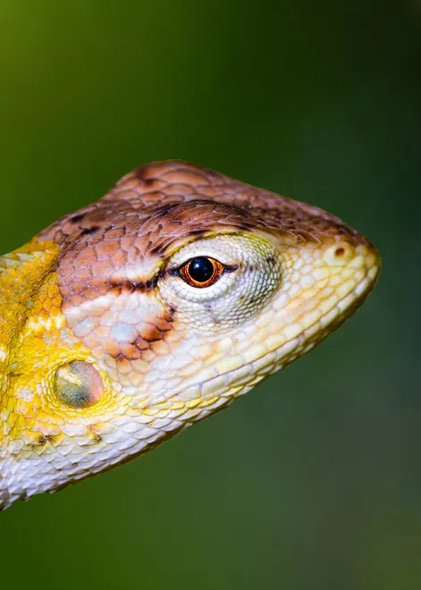 Lizard Portrait II