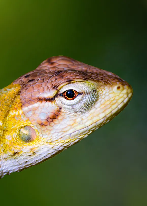 Lizard Portrait II