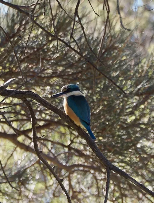 sacred kingfisher