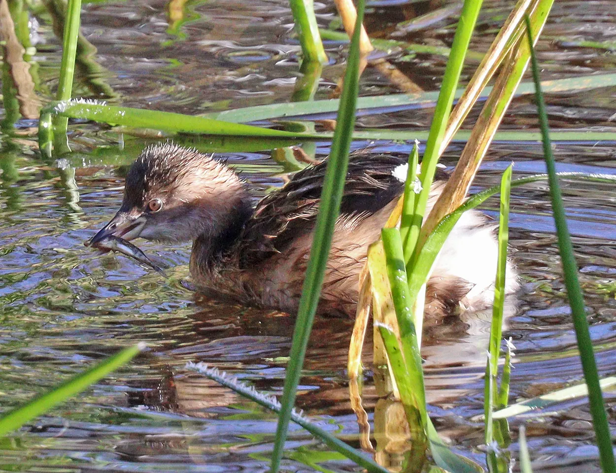 Fishing Dabchick