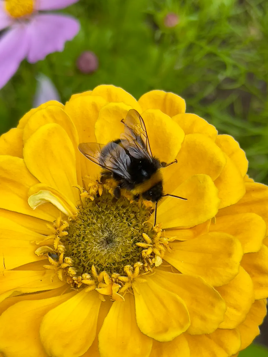 Bee on a flower