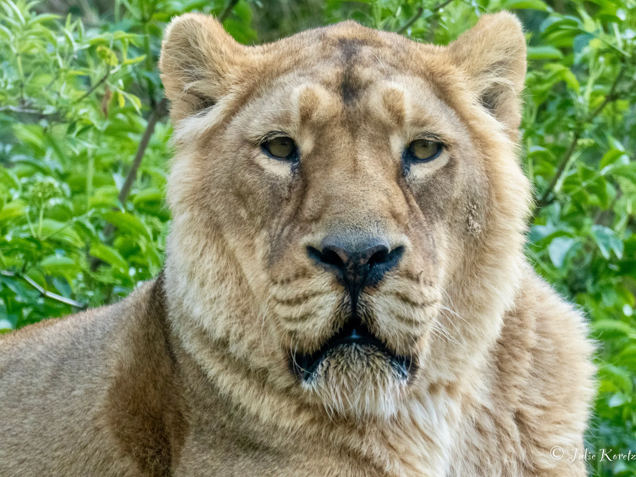 The price of the lionness