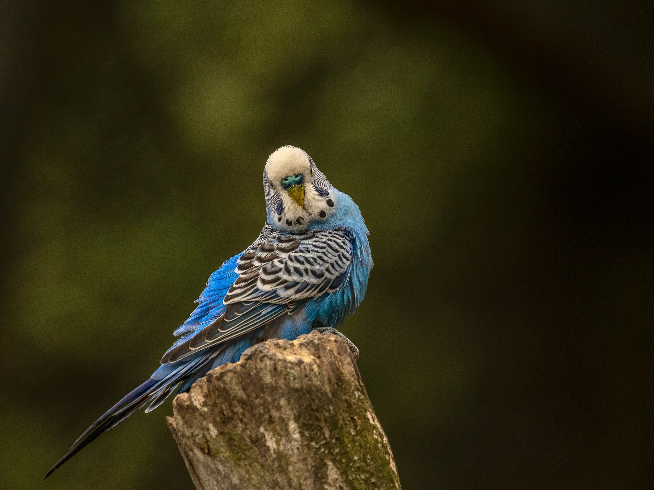 Parakeet
