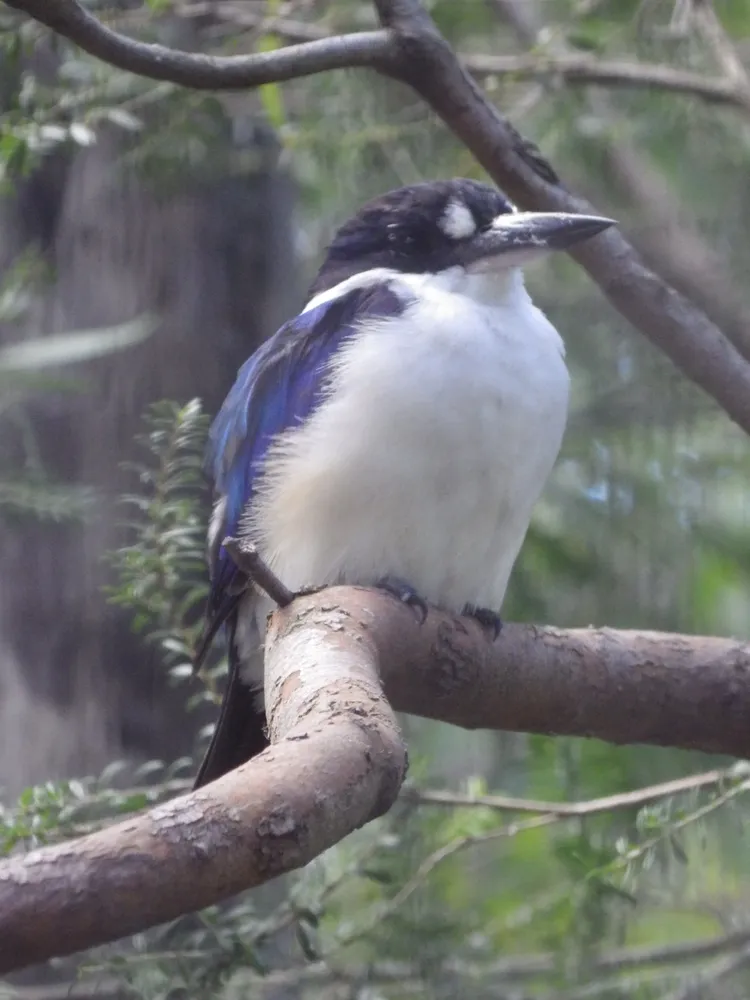 Blue and white bird
