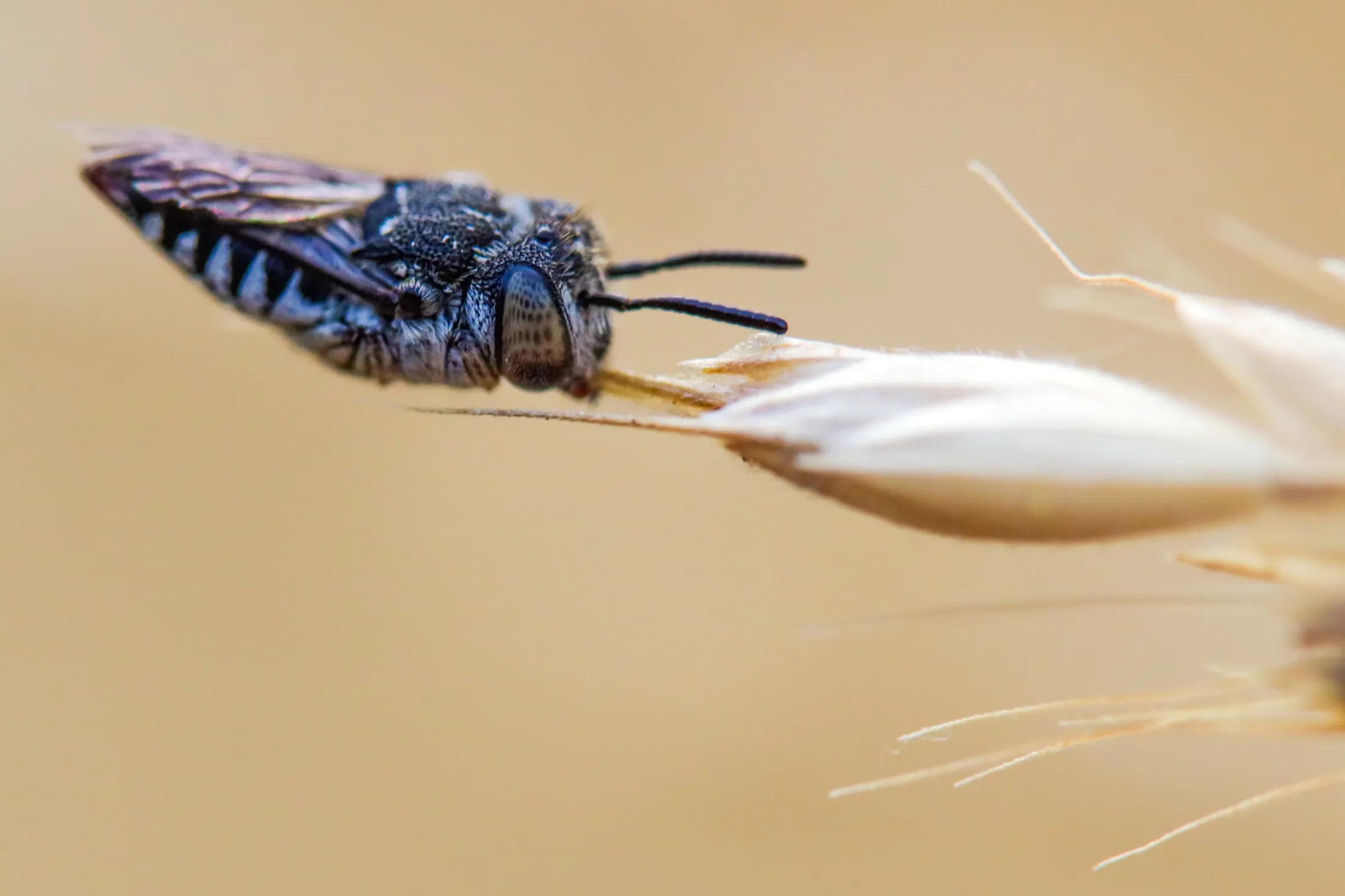 Sleeping cuckoo bee