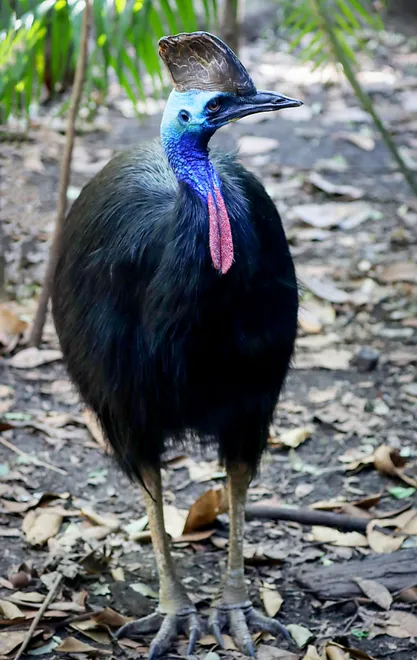 Cassowary