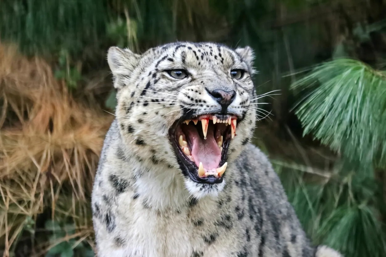 Teeth