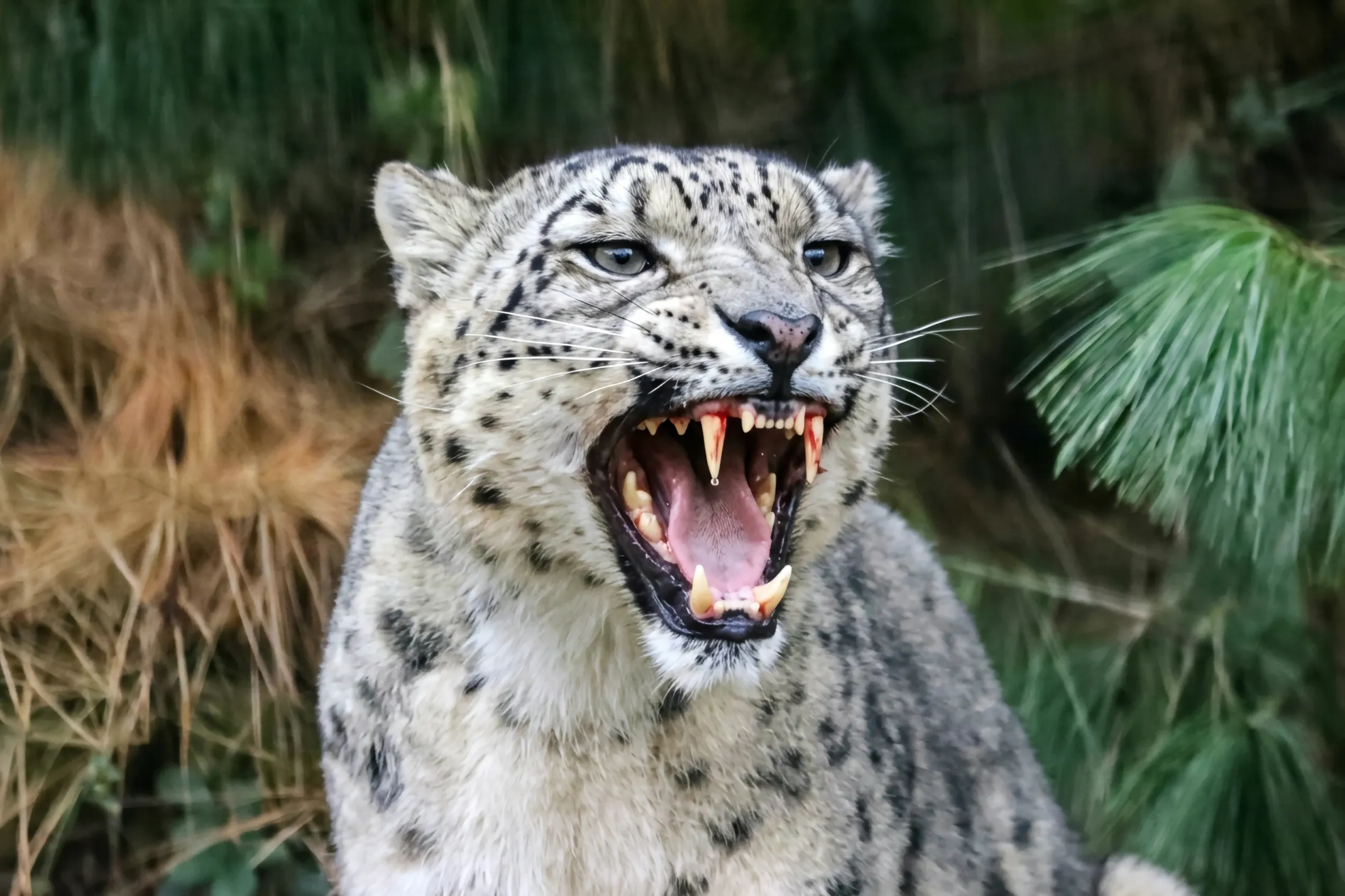 Teeth