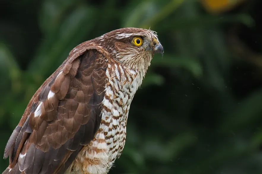 Sparrowhawk