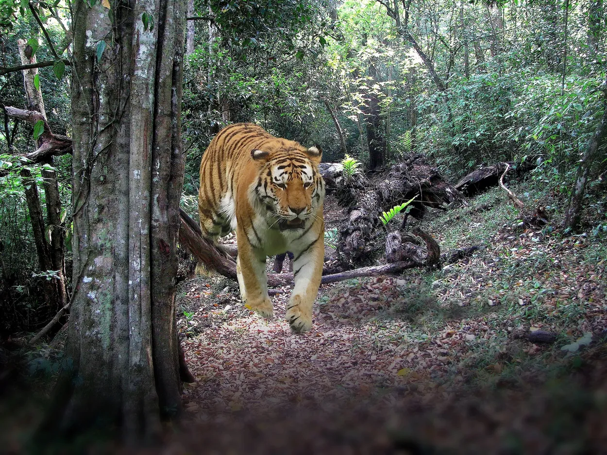 Predator on the go