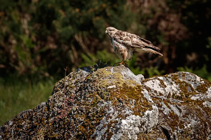 Buzzard