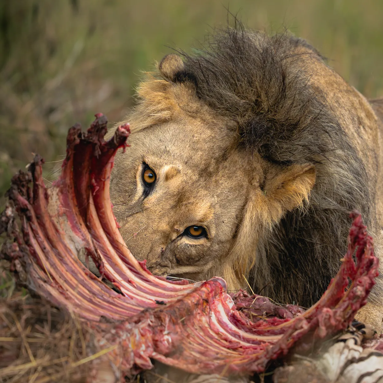 Male Lion On A Zebra Kill