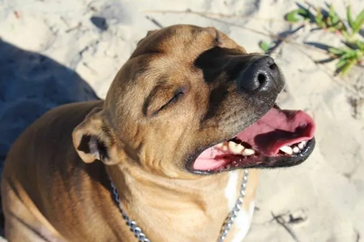 Happiest Staffir