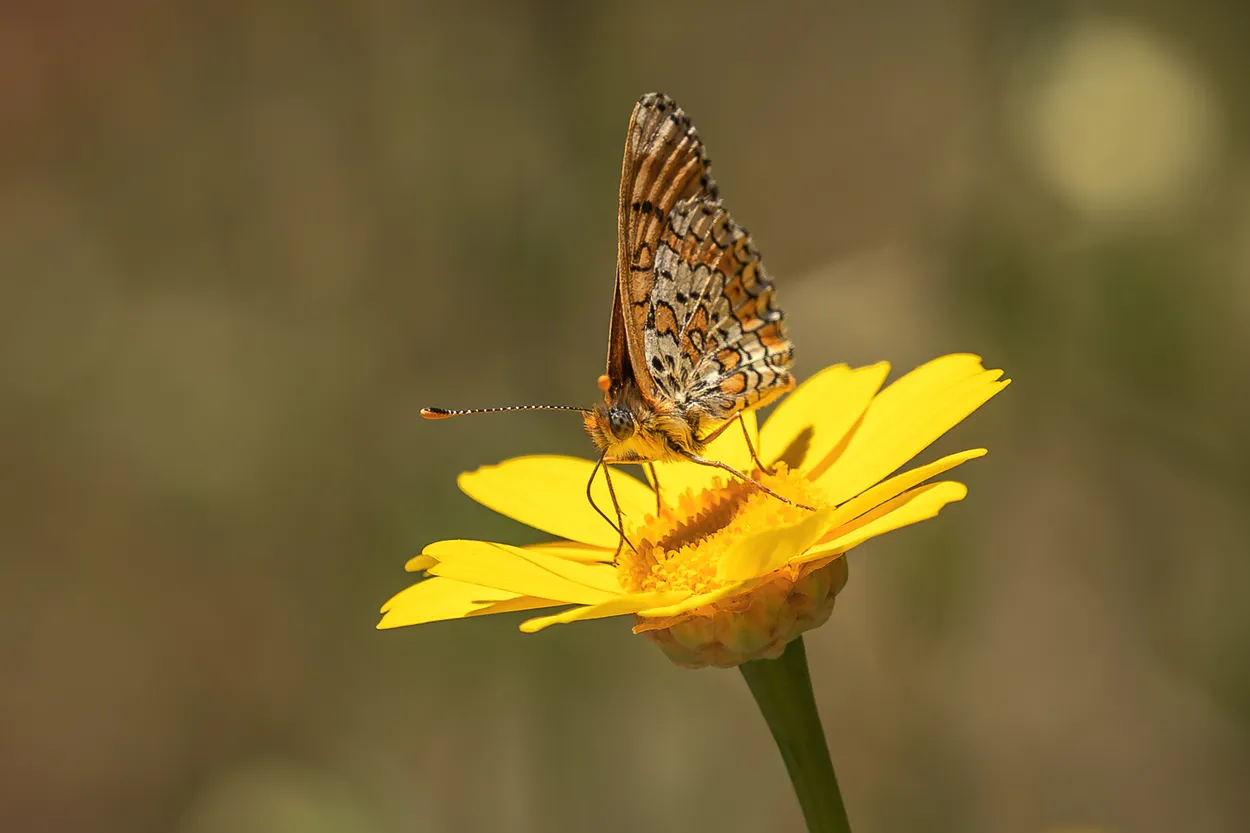 On Flower