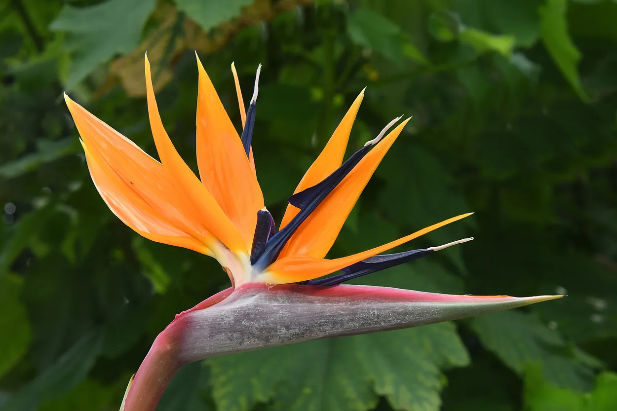 Bird of Paradise Flower.