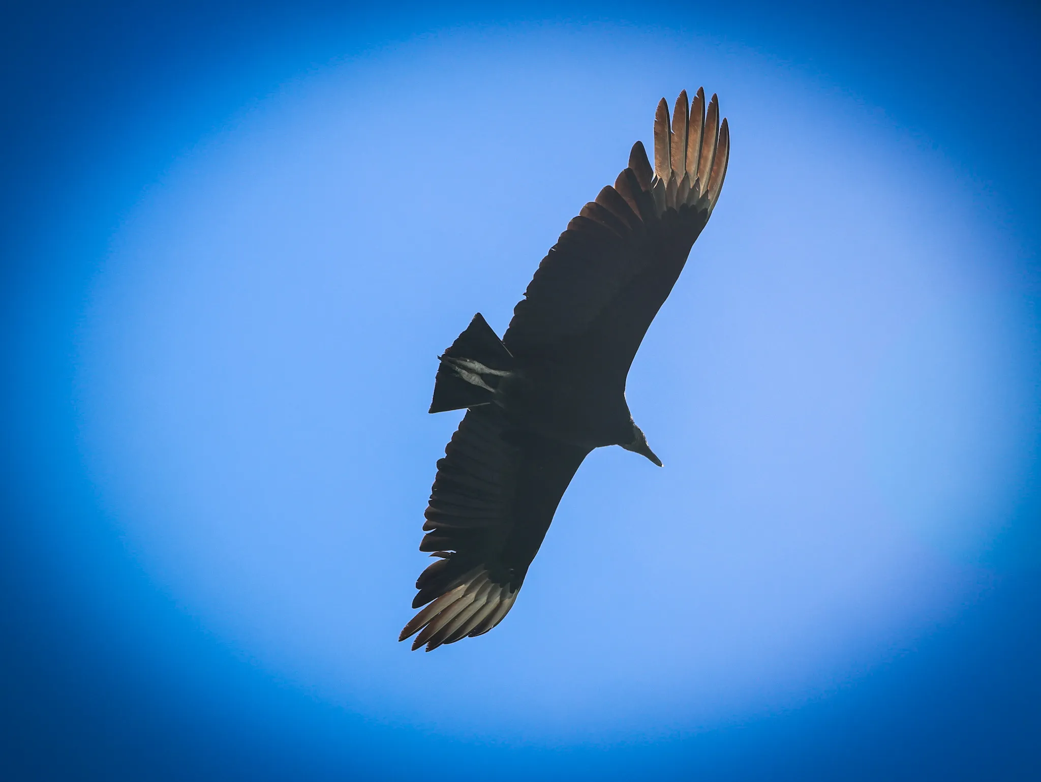 Black Vulture
