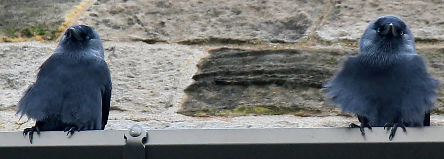 Blue Birds on the Rock of Cashel