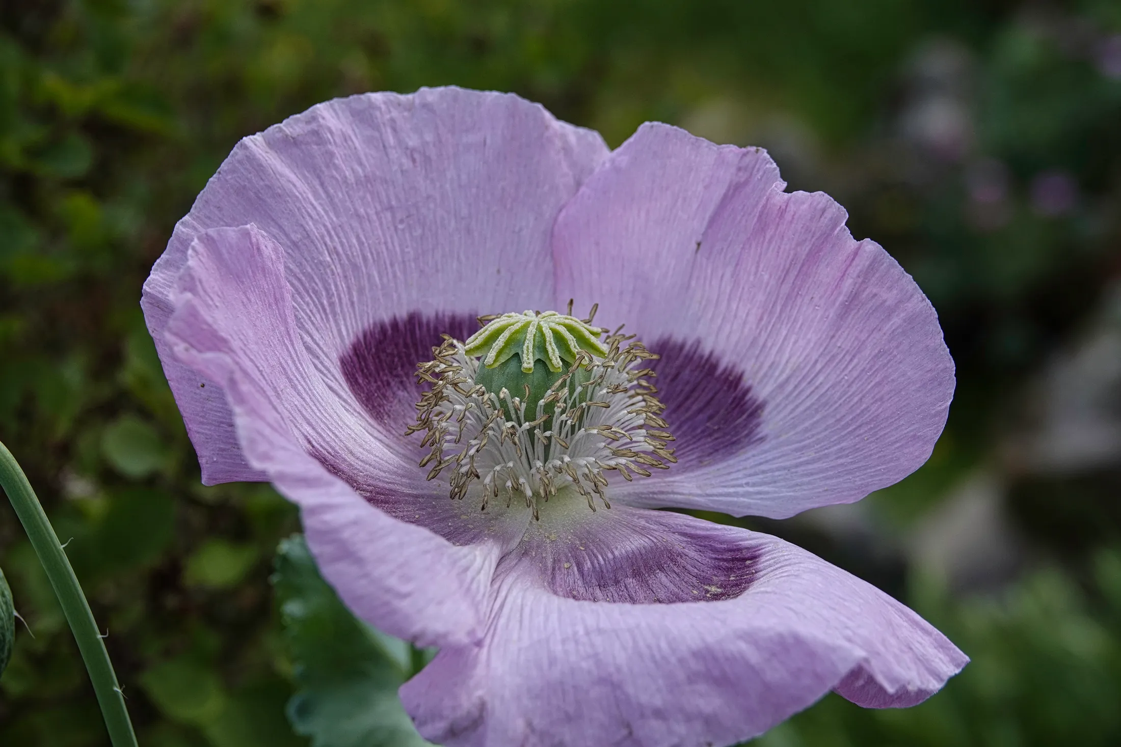 Papaver