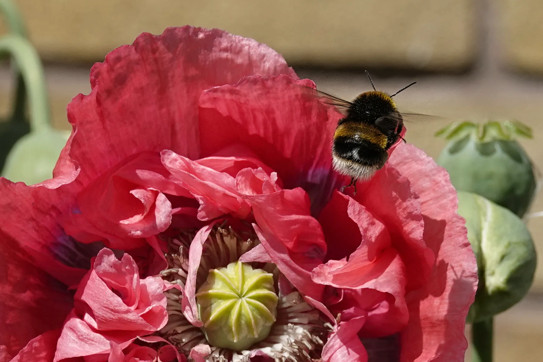 Papaver and bee