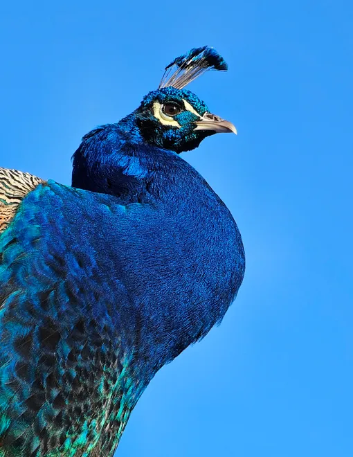 Peacock plumage