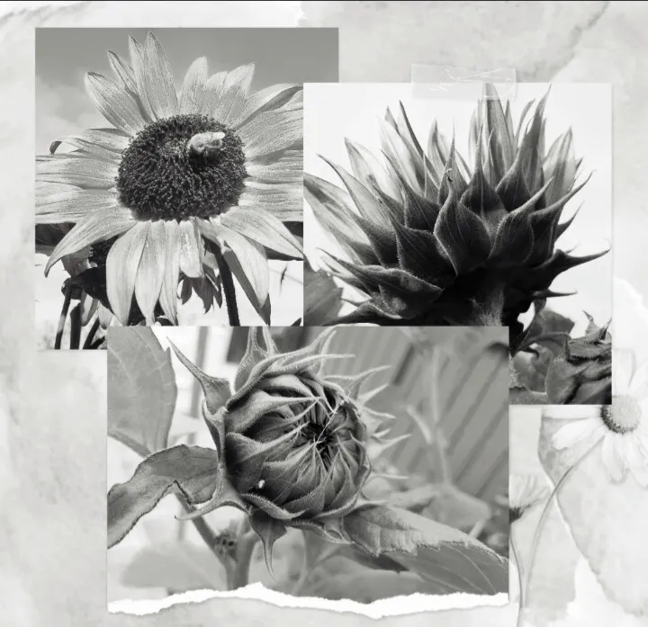 Life Of A Sunflower