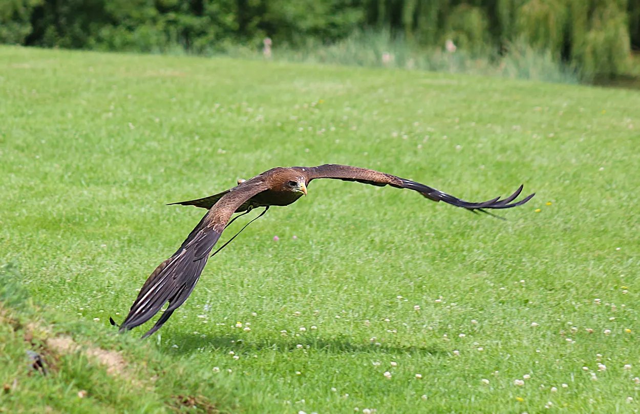 In FLight