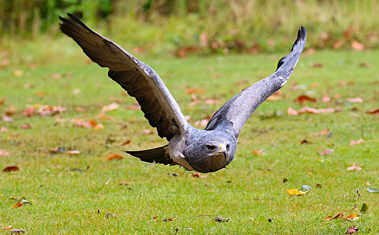 In Flight